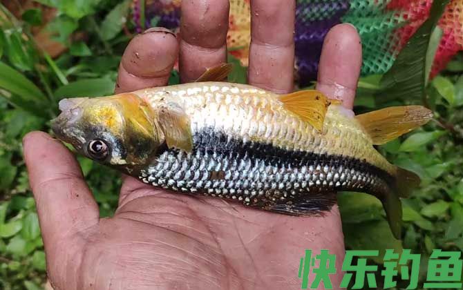 溪石斑用什么饵料钓比较好？