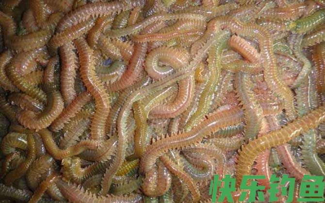 海钓用什么鱼饵？