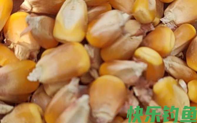 老玉米煮熟可以直接钓鱼吗？