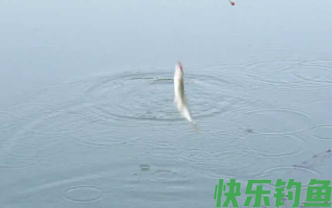 钓白条鱼最佳水深是多少？