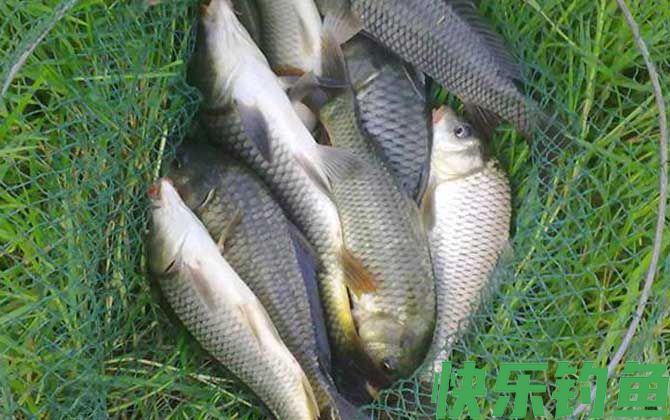 玉米钓鲤鱼怎么挂钩？