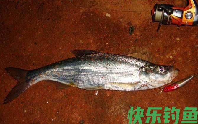 钓翘嘴鱼最佳时间是什么时候？