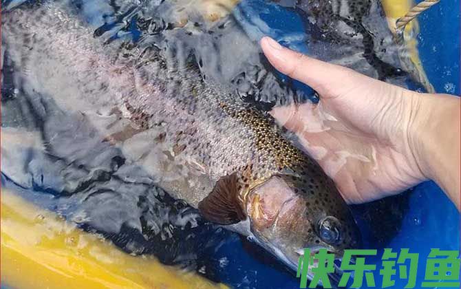手竿钓虹鳟鱼技巧及注意事项