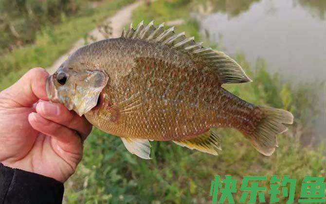 钓太阳鱼的技巧和方法
