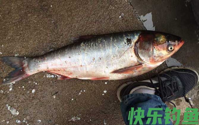 怎样快速钓鲢鳙鱼？