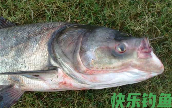 手竿钓鲢鳙怎么调漂？