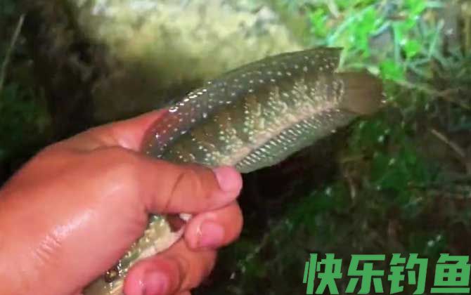 七星鱼怎么钓才容易上钩？