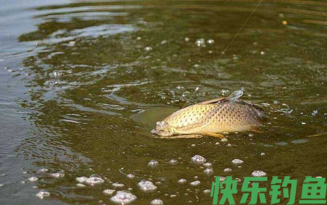 钓鱼打窝有什么技巧？