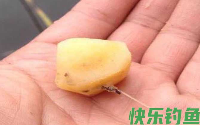 什么季节用红薯钓鱼效果好？