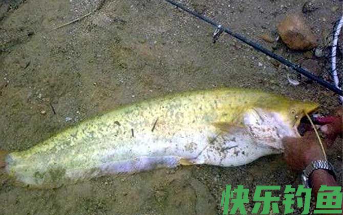 路亚鲶鱼白天好还是晚上好？