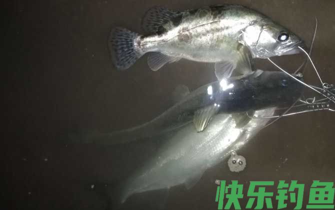 钓鳜鱼钓水深还是水浅好？
