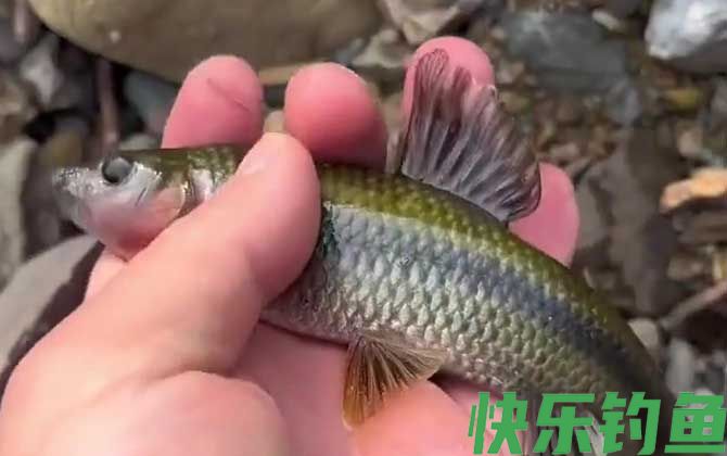 钓溪石斑技巧和绝招
