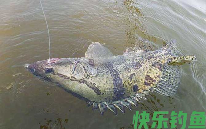 钓鳜鱼最佳时间是白天还是晚上？