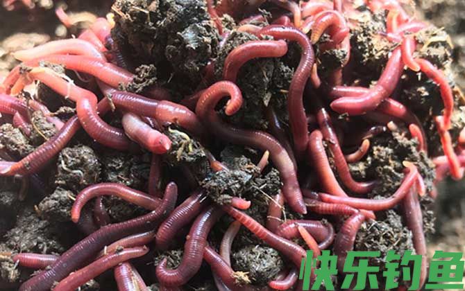 蚯蚓什么时候最好抓?(图4) 蚯蚓什么时候最好抓?(图4)