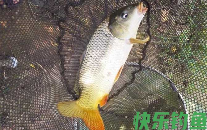 老三样主攻哪些鱼？(图2)
