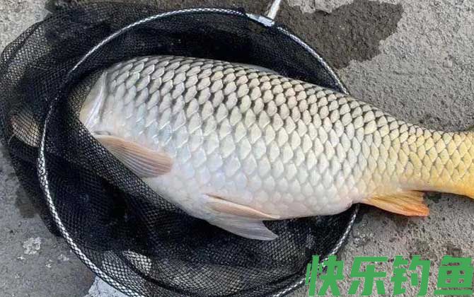 野钓鲤鱼商品饵料配方大全(图2)