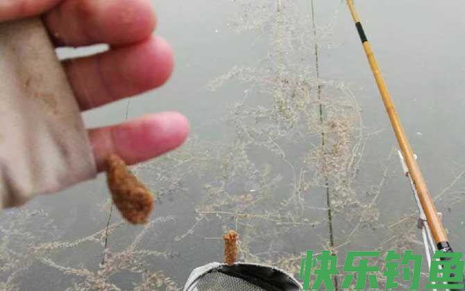 野钓鲫鱼用什么饵料最好？(图3)