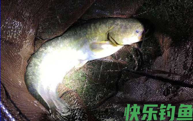 鸡肠子钓鱼都钓些什么鱼？(图1)
