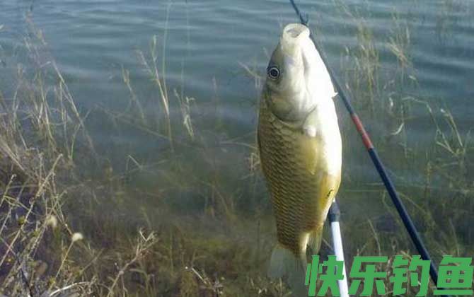 春季钓鲫鱼用什么味型饵料？(图1)