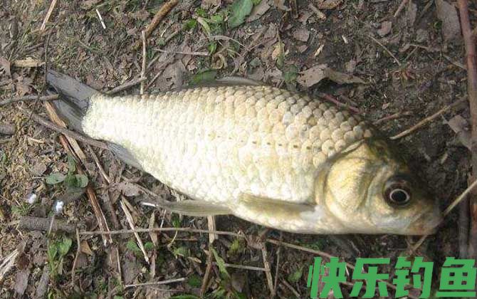 春季钓鲫鱼用什么味型饵料？(图4)