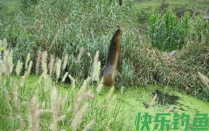 为什么不能用泥鳅钓鱼？(图1)