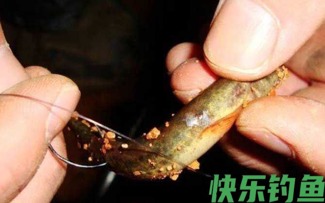 为什么不能用泥鳅钓鱼？(图2)