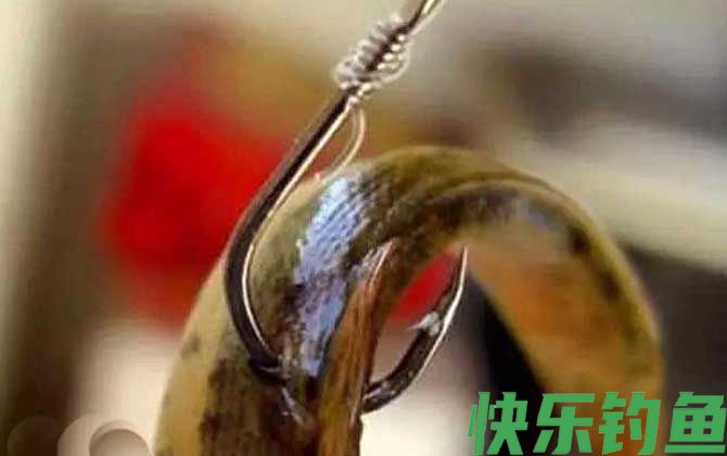 为什么不能用泥鳅钓鱼？(图4)