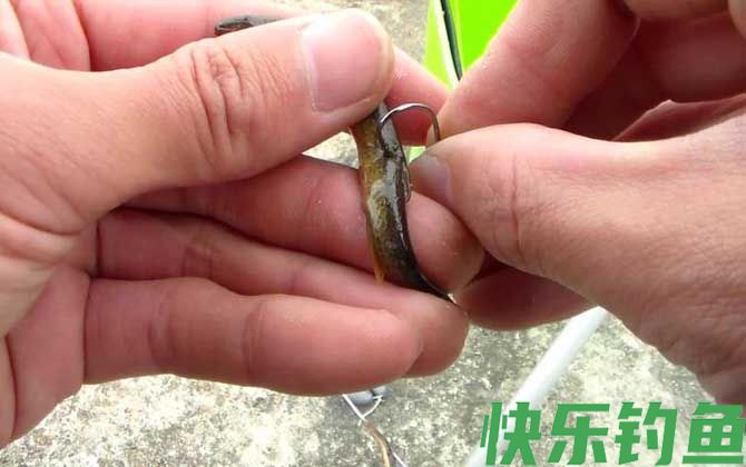 为什么不能用泥鳅钓鱼？(图3)