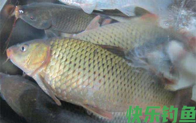 秋天用什么饵料钓鲤鱼最好？(图5)