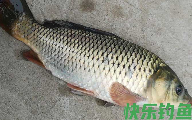秋天用什么饵料钓鲤鱼最好？(图2)