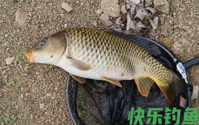 秋天用什么饵料钓鲤鱼最好？(图1)