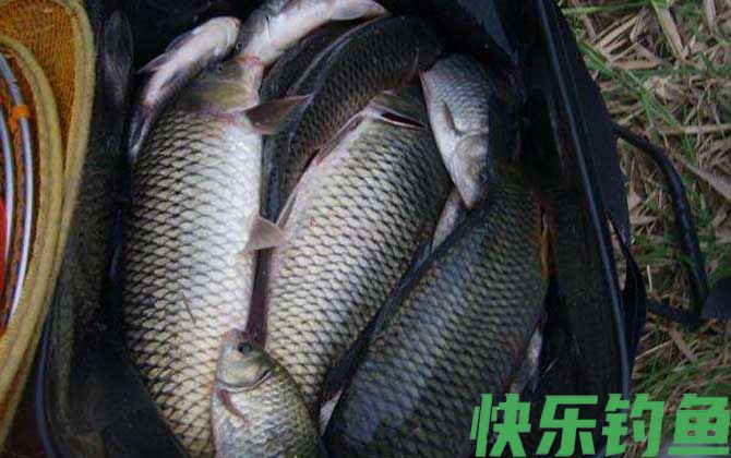 秋天用什么饵料钓鲤鱼最好？(图4)