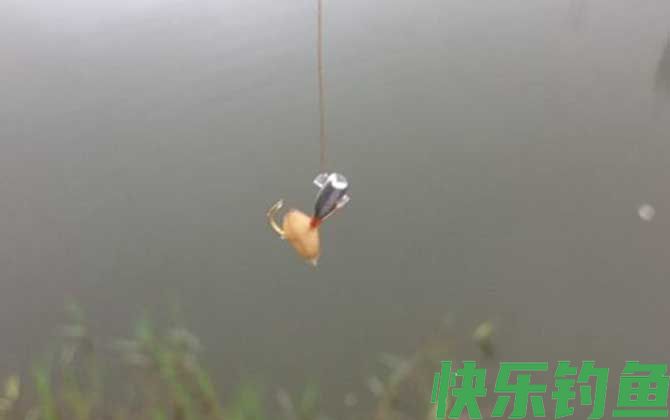 河边钓鱼最好的饵料是哪一款？(图4)