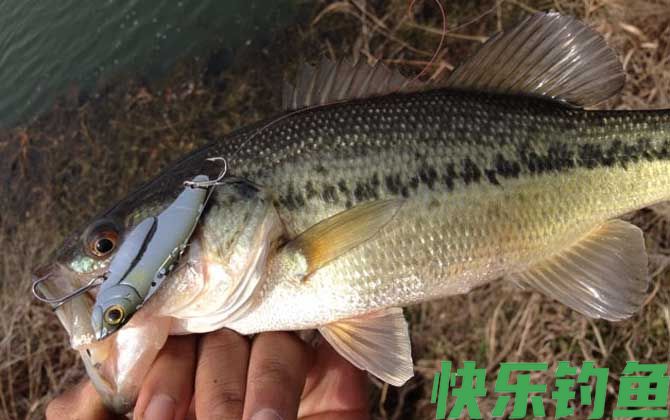 米诺钓什么鱼效果好？(图2)