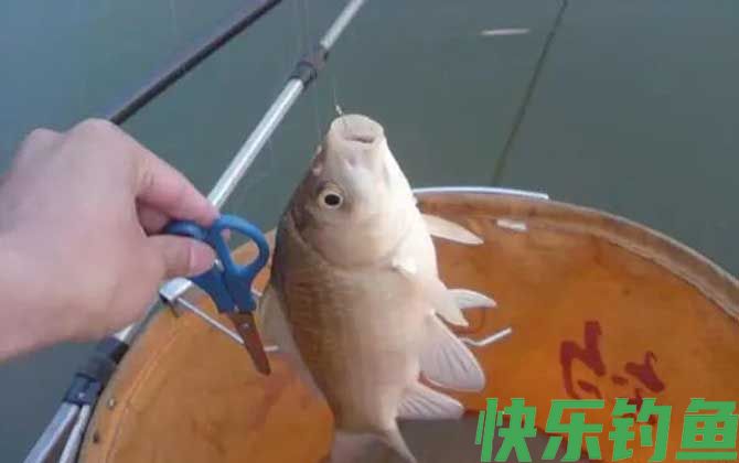 冬季钓鲫鱼用什么窝料最好?(图3) 冬季钓鲫鱼用什么窝料最好?(图3)