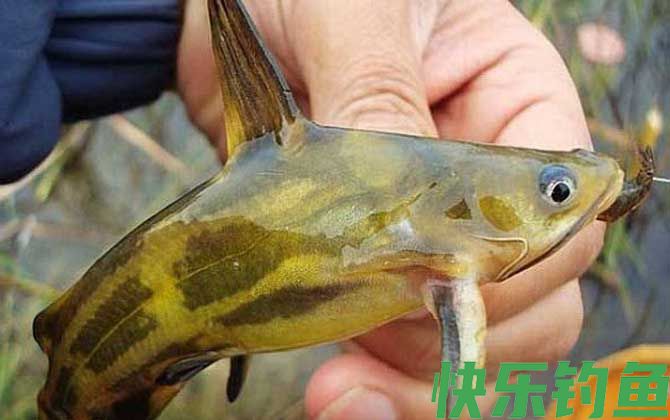 钓昂刺鱼什么窝料最好？(图1)