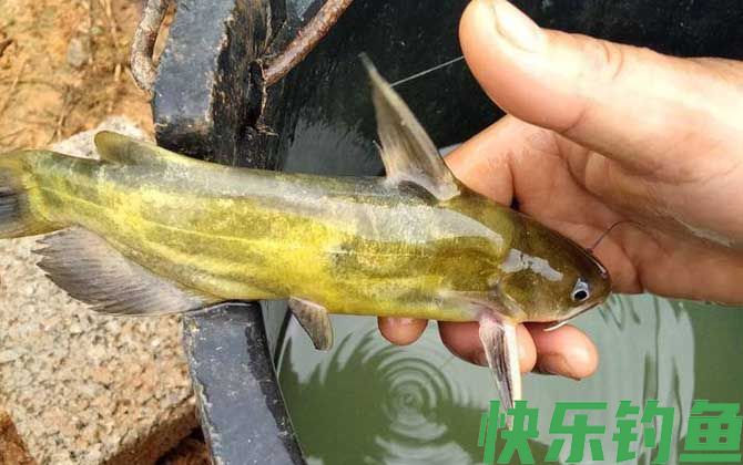 钓昂刺鱼什么窝料最好？(图3)