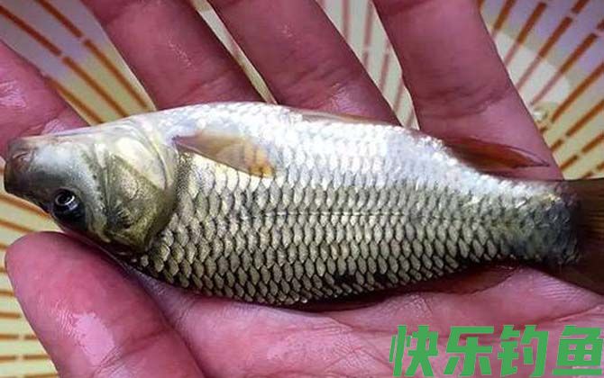 红虫饵能钓鲤鱼吗？(图3)