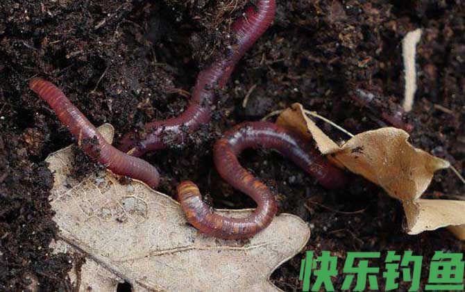 低温钓草鱼什么饵料最好？(图2)