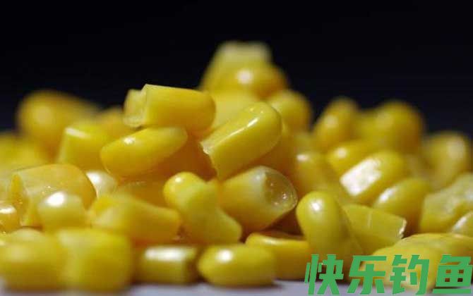 钓鲫鱼能用玉米粒吗?(图1) 钓鲫鱼能用玉米粒吗?(图1)