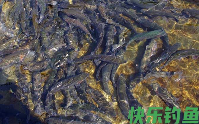 路亚钓鳟鱼用什么拟饵好？(图4)