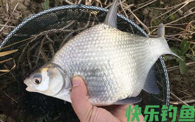 菜籽饼打窝钓什么鱼？(图4)