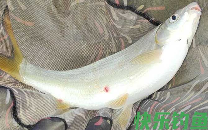 菜籽饼打窝钓什么鱼？(图5)