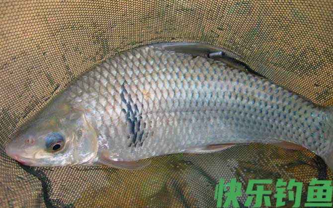 菜籽饼打窝钓什么鱼？(图6)