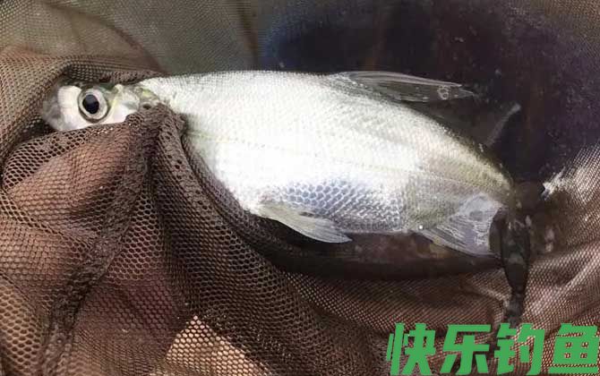 手竿钓翘嘴用什么饵料最好？(图1)