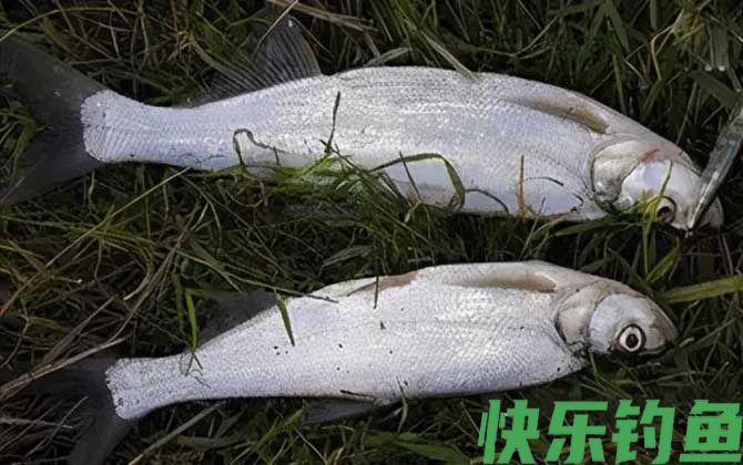 手竿钓翘嘴用什么饵料最好？(图2)