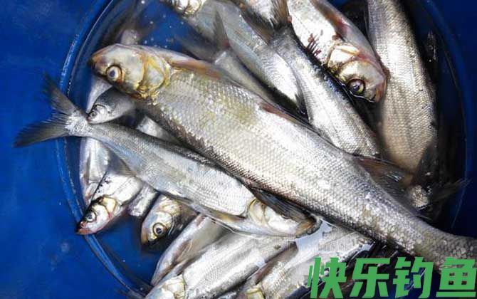 手竿钓翘嘴用什么饵料最好？(图3)