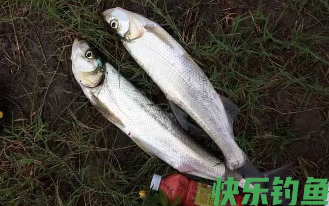 手竿钓翘嘴用什么饵料最好？(图4)