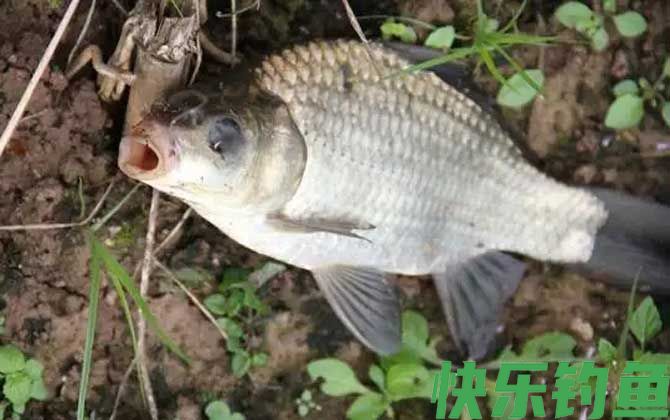 为什么不让用蚯蚓钓鱼？(图1)