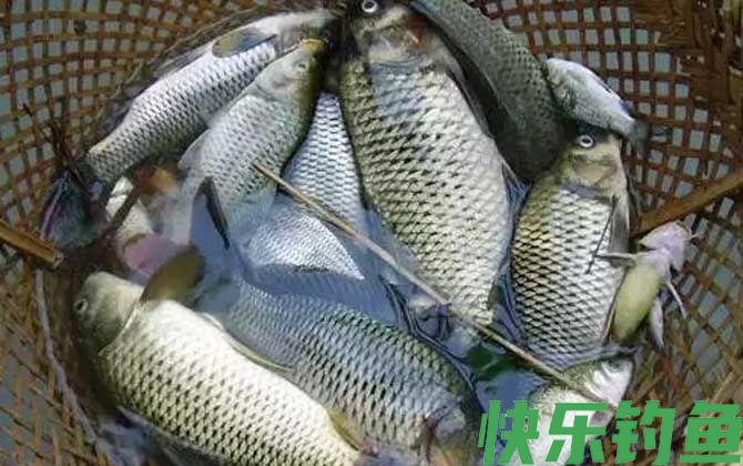 钓鲫鱼什么小药好？(图1)